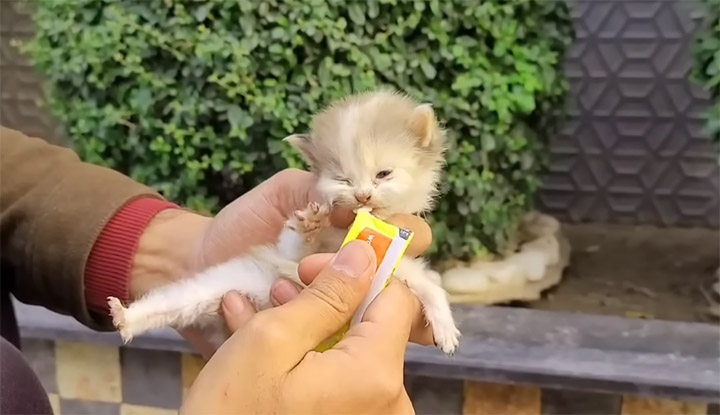 save-kitten-4.jpg (720×415)